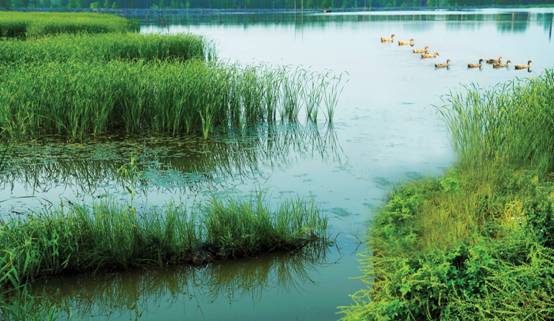 贾汪潘安湖湿地.jpg